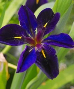 Iris Louisiana Flower Paint By Numbers