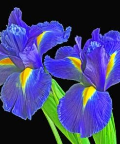 Irises Blooming Paint By Numbers