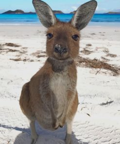 Kangaroo Beach Scene Paint By Numbers