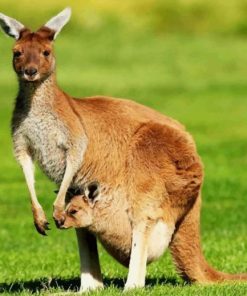 Kangaroo Wildlife Adventure Paint By Numbers