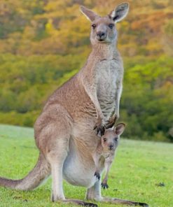 Kangaroo Wilderness Paint By Numbers