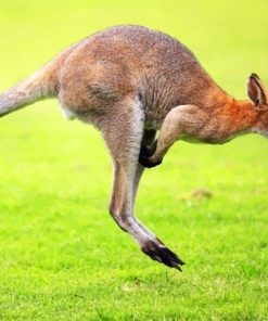 Kangaroo in Greenery Paint By Numbers