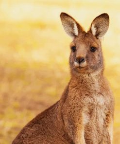 Australian Kangaroo Paint By Numbers