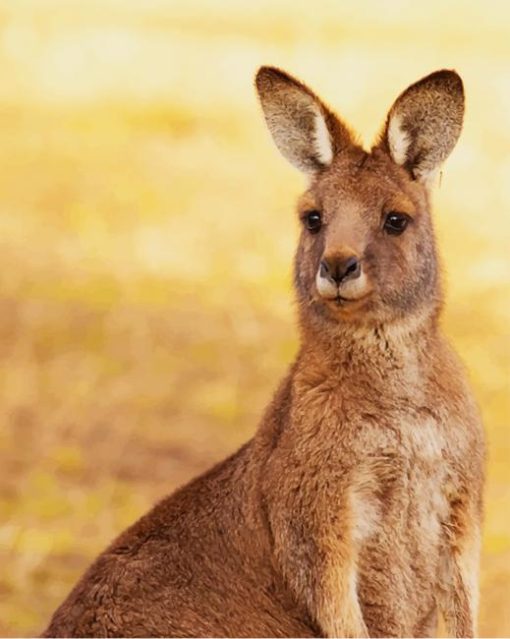 kangaroo-marsupial-mammal-australia-paint-by-numbers