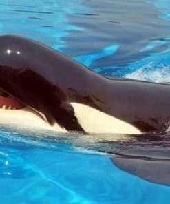 Killer Whale Ocean Scene Paint By Numbers