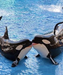 Killer Whale Adventures Paint By Numbers
