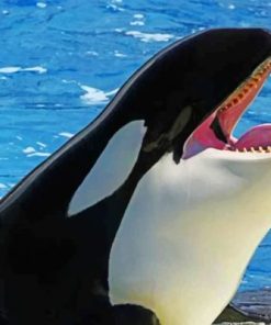 Majestic Killer Whale Paint By Numbers