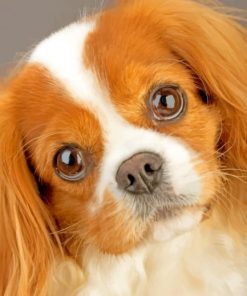 King Charles Cavalier Puppy Paint By Numbers