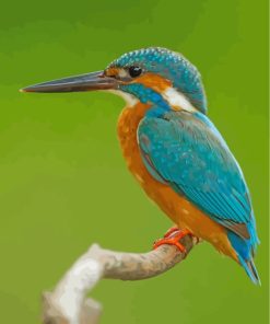 Colorful Kingfisher Paint By Numbers