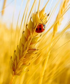 Ladybug on Wheat Paint By Numbers