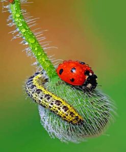 Ladybugs and Insects Paint By Numbers