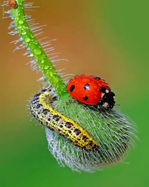 ladybug-paint-by-numbers