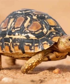 Leopard Tortoise Animal Paint By Numbers