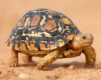 Leopard Tortoise Animal Paint By Numbers