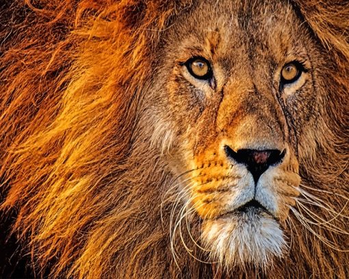 lion-head-adult-paint-by-numbers