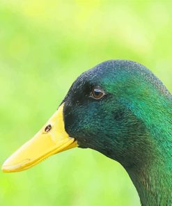 Mallard Duck Wildlife Paint By Numbers