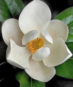 White Magnolia Floral Paint By Numbers
