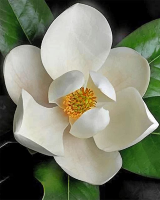 magnolia-paint-by-numbers-1