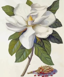 Pink Magnolia Blossoms Paint By Numbers