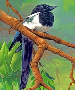 Magpie Bird Paint By Numbers