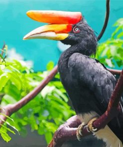 Great Hornbill Malaysia Paint By Numbers