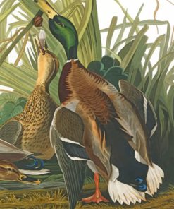 Majestic Mallard Birds Paint By Numbers