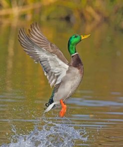 Majestic Mallard Duck Paint By Numbers