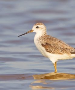 Marsh Sandpiper Birds Paint By Numbers