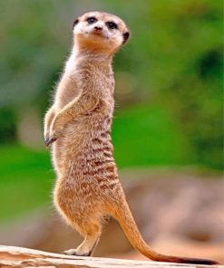 Meerkat Wildlife Paint By Numbers