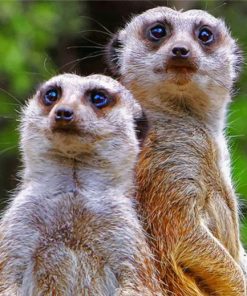 Meerkat Wildlife Paint By Numbers