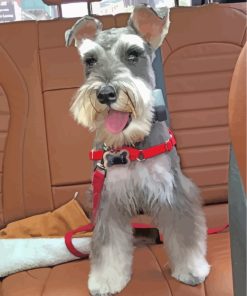 Miniature Schnauzer Puppy Paint By Numbers