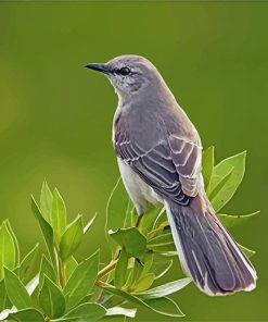 Elegant Mockingbird Birds Paint By Numbers