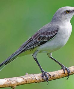 Mockingbird Wildlife Art Paint By Numbers