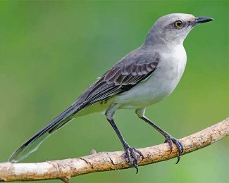 Mockingbird Wildlife Art Paint By Numbers