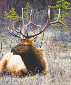 Moose Bull Wildlife Paint By Numbers