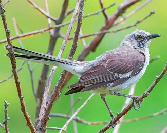 Mockingbird Wildlife Paint By Numbers