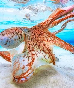 Orange Sea Octopus Paint By Numbers