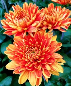 Orange Chrysanthemum Flowers Paint By Numbers