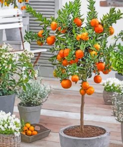 Orange Tree Potted Plants Paint By Numbers