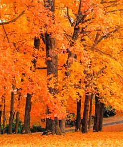 Autumn Orange Forest Paint By Numbers