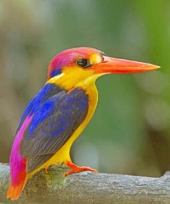 Oriental Dwarf Kingfisher Birds Paint By Numbers