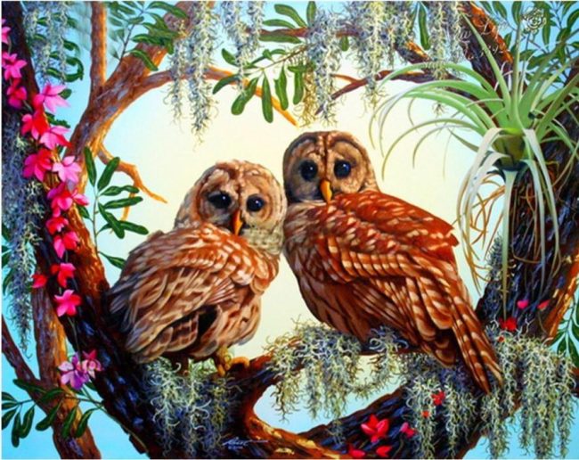 Owls Birds Eastern Screech Paint By Numbers