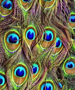 Peacock Feather Butterfly Paint By Numbers