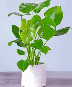 Aesthetic Philodendron Pot Paint By Numbers