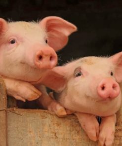 Pigs Delight in Paint By Numbers