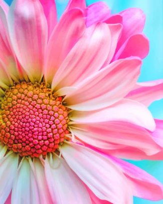 Pink Common Daisy Flowers Paint By Numbers