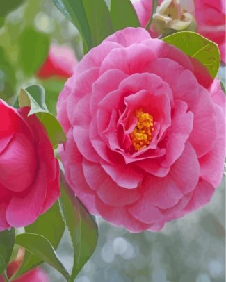 Pink Camellia Flowers Paint By Numbers