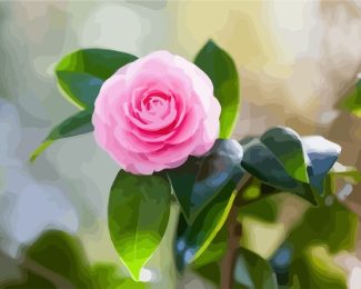 Pink Camellia Flower Paint By Numbers