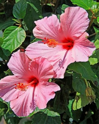 Pink Hibiscus Flower Paint By Numbers