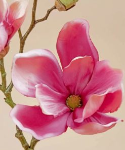 Pink Magnolia Flower Paint By Numbers